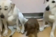 【動画】イッヌさん、結託して濡れ衣を着せてしまう