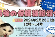 【画像】「人に慣れていないシャーシャー猫だけの譲渡会」開催！！