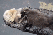 【癒しGIF画像48枚】お母さんラッコが子どもラッコを抱っこしてるヤツとかのgifスレ