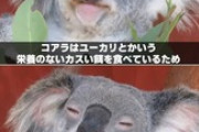 【画像】コアラさん　馬鹿だった