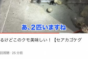 【画像】生き物系YouTuberさん、セアカゴケグモを食べてしまい炎上ｗｗｗ