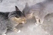 【動画】猫さん、大阪のヤンキーみたいな喧嘩をする