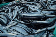 【悲報】今年の秋刀魚、値上がりの上にサイズがイワシサイズになる