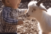 【動画】赤ちゃんがヤギにケンカ売った結果ｗｗｗｗｗｗ