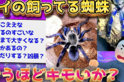 【2ch閲覧注意スレ】ワイの飼ってる蜘蛛みてくれ！←キモすぎると話題にw【ゆっくり解説】