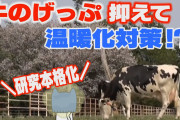 【動画】牛のげっぷを抑えて温暖化対策！【マスクにゃんニュース】