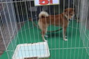 【画像】ペットショップの売れ残り犬?、格安セール