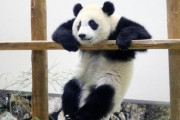 【悲報】パンダの飼育、面倒臭すぎるｗｗｗｗｗｗｗ