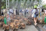 【画像】奈良公園の鹿さん、暑さ対策ミストを占領してしまう