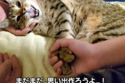 この猫さんの年収、3600万円