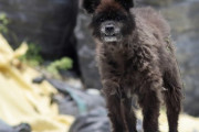 【画像】福島県でクマと野犬のハイブリッド生物が発見される