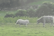 【GIF】羊「おっ、牛やんけ頭突きしたろ」牛「」