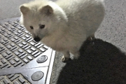 【朗報】アルビノのタヌキ、かわいいｗｗｗｗｗｗｗｗｗｗｗｗｗ