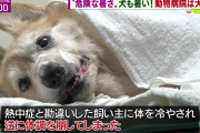 【画像】イッヌ「あっつぅ…」飼い主「おっ？熱中症か？よっしゃ！」