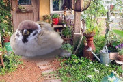 【画像】玄関にめっちょデカイスズメいたｗｗｗｗｗ