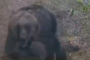 【動画】ヒグマのスピード、ガチのマジでヤバい