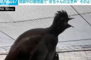 【動画】想像以上に○○の鳥、見つかるｗｗｗｗｗｗ
