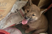 【画像】生後2か月の柴犬がやってきた！