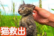 【朗報】タイピー日記「私の動画は全て真実で嘘は一切ありません。収益無効解除をお願いします。」