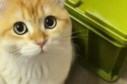 【動画】くっそキモい猫がみつかる