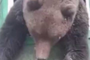 【動画】ヒグマと一緒に生活をする美人ロシア人女性が見つかる