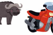 【動画】バッファローさん、頭が悪すぎてバイクを襲ってしまう……