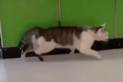 【動画】「進めないんだけど」ムーンウォークでキメる猫
