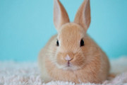【議論】なぜペットとしてのウサギは流行らないのか？？