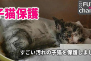【朗報】粘着剤でベトベトになった子猫ちゃん、心優しいYoutuberに偶然拾われる