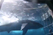 【閲覧注意】人カスさん、サメゲージの中でイキリ散らした結果、サメに首を噛みちぎられ死亡