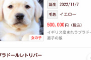 【画像あり】一体50万もするラブラドールがこれｗ