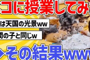 【2ch動物スレ】ネッコに授業してみた→その結果ｗｗ
