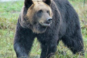 【北海道】　山菜採りの60代男性、ヒグマに頭を噛まれて死亡