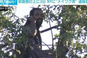 男が樹上に3日居座り・・・道路を封鎖し警察説得　米NY(2021年10月9日)