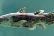 【画像】シーラカンスとかいう古代魚