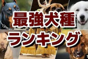 犬界最強なのってやっぱり土佐犬なの？
