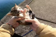 【闇】YouTuber｢子猫海に放り込んで助けたふりで再生数伸ばしたろ！！｣←こいつ