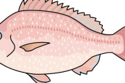 【うおお】あまりの寒さで『沖縄の魚』が大変なことになってしまうｗｗｗｗ（画像あり）
