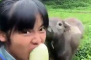 【動画】田舎のメスガキさん、ワイルドがすぎるｗｗｗｗｗｗｗｗｗｗｗｗｗｗｗｗｗｗ