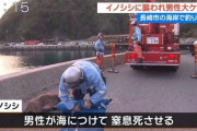 【衝撃】「男性が海から上がってきたイノシシと格闘して抑え込んでいる」と通報　イノシシは窒息死