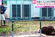 【速報】市内に現れた猪、市職員の即席の"槍"で駆除されてしまう