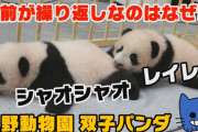 上野動物園のシャオシャオとレイレイ！パンダが繰り返し名なのはなぜ？？【マスクにゃんニュース】
