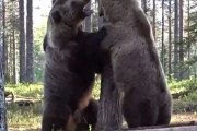 【動画】北海道でヒグマ同士の喧嘩　こんなん人間が勝てるわけねえ