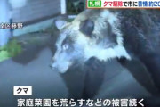 クマ駆除で札幌市に苦情約200件「山に返せなかったか」「施設に入れられなかったか」などの声