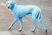 【画像】青い犬がインドで見つかる