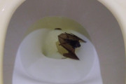 うちのトイレでコウモリが溺れててワロタ