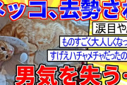【2ch面白いスレ】スレ民の飼い猫が可愛すぎｗｗｗ猫スレ５本立て【ゆっくり解説】