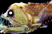 【画像】深海魚、怖い──