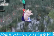 【動画】豚?、バンジーさせられて悲鳴を上げてしまうｗｗｗｗｗｗｗ