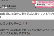 【悲報】自分を完全に馬だと思い込んでいる牛が見つかる…